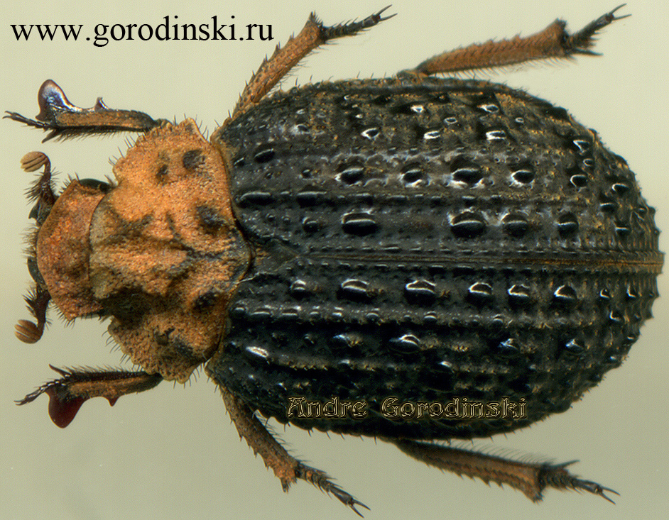 http://www.gorodinski.ru/scarabs/Trox granulatus.jpg